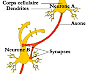 axone-synapses.jpg